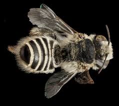 Attēlu rezultāti vaicājumam “Lycogala botrydium sessile”