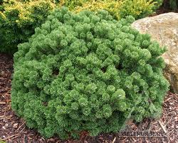 Attēlu rezultāti vaicājumam “Pinus mugo male flower”