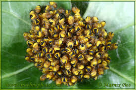 Attēlu rezultāti vaicājumam “Araneus diadematus juvenile”