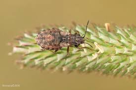 Attēlu rezultāti vaicājumam “Nithecus jacobaeae”