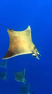 Image result for Mobula munkiana