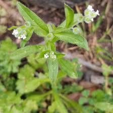 Attēlu rezultāti vaicājumam “Myosotis sylvatica leaf”