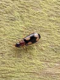 Attēlu rezultāti vaicājumam “Dromius quadrimaculatus”