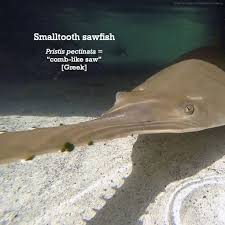 Image result for Pristis pectinata