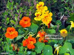 Attēlu rezultāti vaicājumam “Tropaeolaceae”