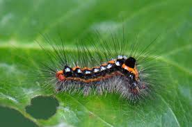 Attēlu rezultāti vaicājumam “Euproctis similis”