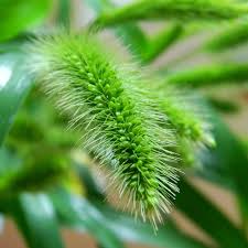 Attēlu rezultāti vaicājumam “Setaria viridis fruit”