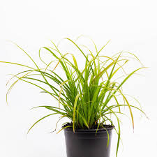 Attēlu rezultāti vaicājumam “Carex x bakkeriana”