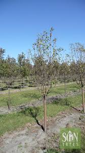 Attēlu rezultāti vaicājumam “Malus”