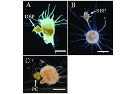 Attēlu rezultāti vaicājumam “Aurelia aurita”
