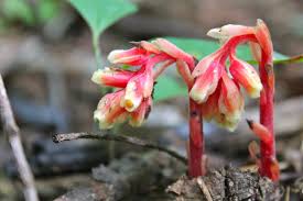 Attēlu rezultāti vaicājumam “Monotropa hypopitys flower”