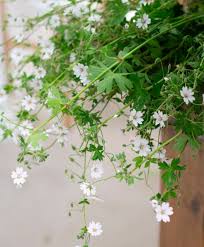 Attēlu rezultāti vaicājumam “Geranium pyrenaicum flower”