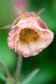 Image result for Geum rivale