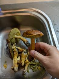 Attēlu rezultāti vaicājumam “Boletus pinophilus”