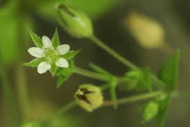 Attēlu rezultāti vaicājumam “Moehringia trinervia bud”