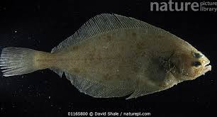 Image result for Hippoglossoides platessoides