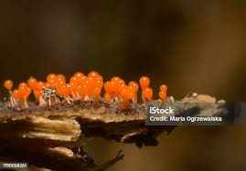 Attēlu rezultāti vaicājumam “Hemitrichia decipiens macro”