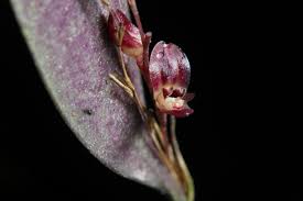 Attēlu rezultāti vaicājumam “Trichia longipalpis sessile”