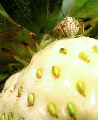 Attēlu rezultāti vaicājumam “Lygus nymph nymph”