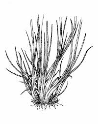 Attēlu rezultāti vaicājumam “Festuca ovina flower”