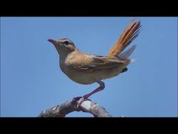 Image result for Cercotrichas galactotes