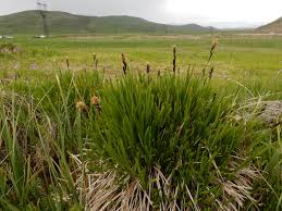 Attēlu rezultāti vaicājumam “Carex cespitosa”