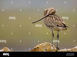 Attēlu rezultāti vaicājumam “Numenius arquata adult”