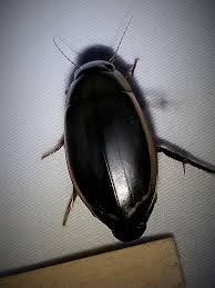 Attēlu rezultāti vaicājumam “Dytiscus sp.”