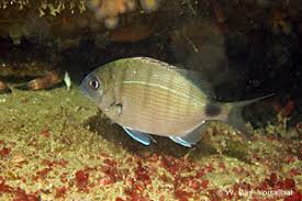Image result for Diplodus helenae