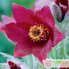 Attēlu rezultāti vaicājumam “Pulsatilla vulgaris flower”