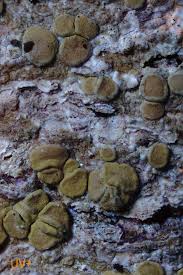 Attēlu rezultāti vaicājumam “Lecanora albella”