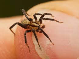 Attēlu rezultāti vaicājumam “Miturgidae”