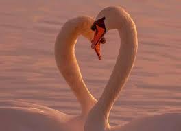 Image result for Sussex Swans