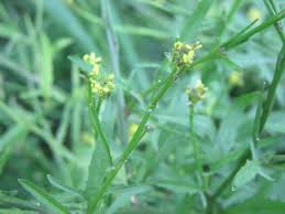 Attēlu rezultāti vaicājumam “Sisymbrium volgense leaf”