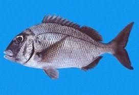 Image result for Polysteganus undulosus