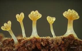 Attēlu rezultāti vaicājumam “Amaurochaete atra young”