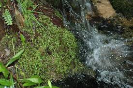 Attēlu rezultāti vaicājumam “Cirriphyllum piliferum sporophyte”