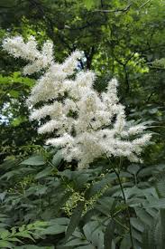 Attēlu rezultāti vaicājumam “Sorbaria sorbifolia flower”
