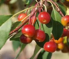 Attēlu rezultāti vaicājumam “Malus baccata fruit”