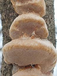 Attēlu rezultāti vaicājumam “Phellinus populicola”