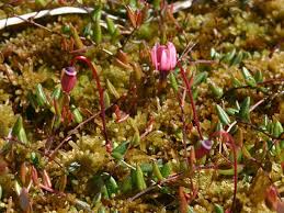 Attēlu rezultāti vaicājumam “Oxycoccus microcarpus”