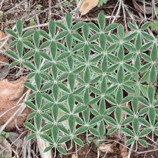 Image result for life flower