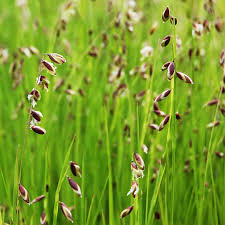 Attēlu rezultāti vaicājumam “Melica nutans”