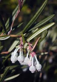 Attēlu rezultāti vaicājumam “Andromeda polifolia bud”
