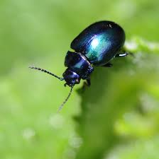 Attēlu rezultāti vaicājumam “Chrysomelidae”