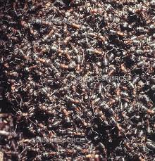 Attēlu rezultāti vaicājumam “Formica rufa”