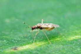 Attēlu rezultāti vaicājumam “Dicyphus nymph”