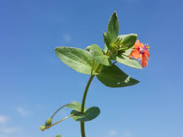 Attēlu rezultāti vaicājumam “Anagallis arvensis leaf”