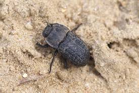 Attēlu rezultāti vaicājumam “Opatrum sabulosum”