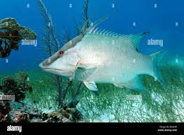 Image result for Lachnolaimus maximus